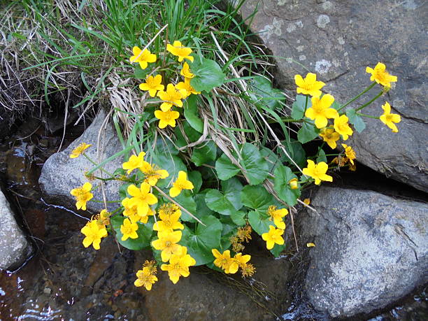 Caltha Flower Seeds