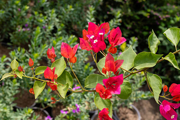 Climbing Rose Flower Seeds - Heirloom Non GMO High Germination Garden Seeds