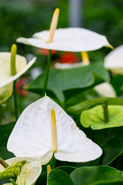 Anthurium Flower Seeds Mixed - Heirloom Non GMO Premium Garden Seeds for Planting