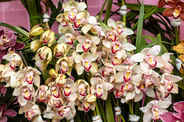 Cream Cymbidium Flower Seeds