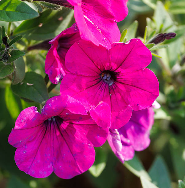 Dark Pink Petunia Flower Seeds