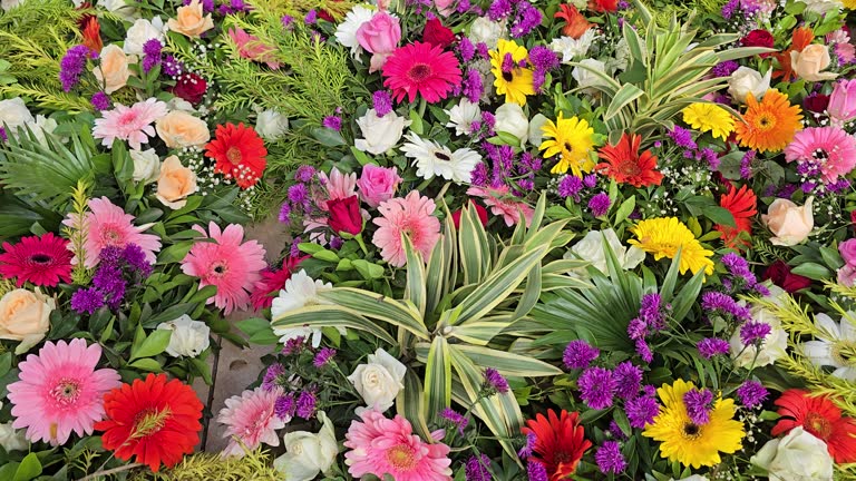 Mixed Gerbera Daisy Flower Seeds – Premium Floral Seeds for Decorative Home Landscaping