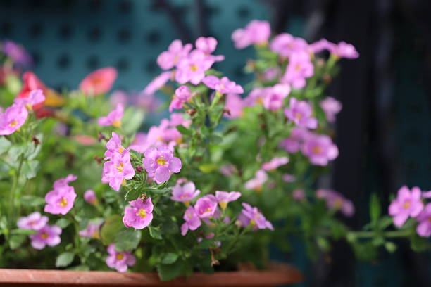 Pink Bacopa Flower Seeds