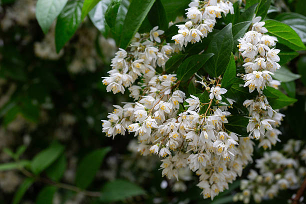 Deutzia Flower Seeds
