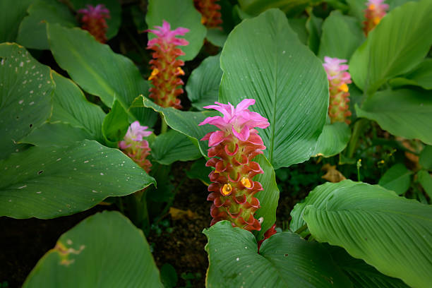 Red Pink Curcuma Flower Seeds - Heirloom Non GMO High Germination Flower Seeds for Home Garden Planting