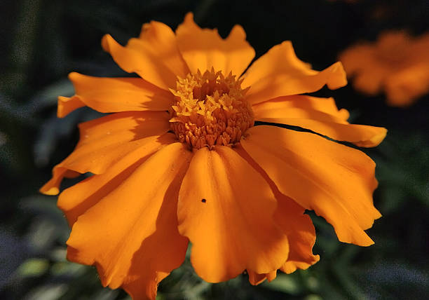 Orange Perennial Cosmos Flower Seeds - Heirloom Non GMO High Germination Flower Seeds for Home Garden Planting
