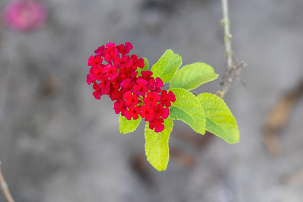 Rare Red Lantana Flower Seeds – Heirloom, Non – GMO, High Germination Seeds - Heirloom Non GMO High Germination Premium