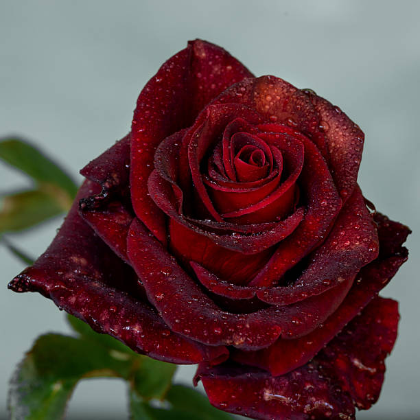 Dark Maroon Baccara Rose Flower Seeds