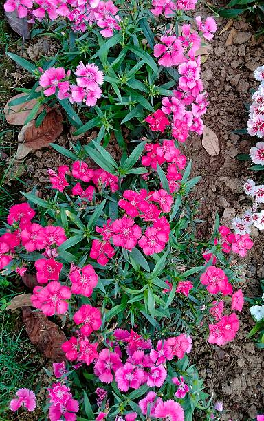 Pink Dianthus Flower Seeds – Exotic Flowering Plants for Vibrant Backyard Beauty - Heirloom Non GMO High Germination