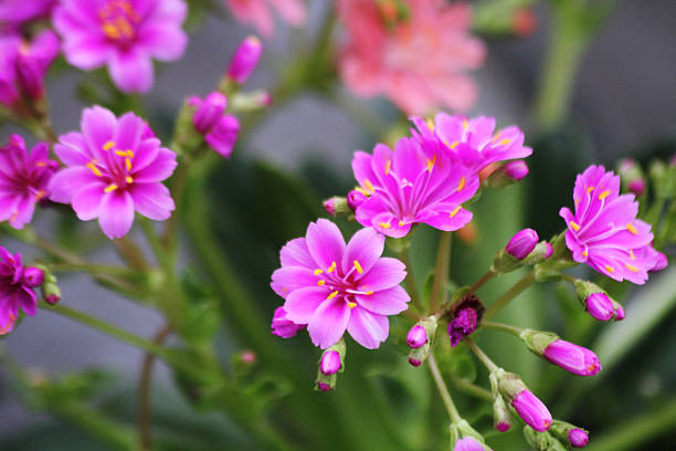 Pink Lewesia Flower Seeds