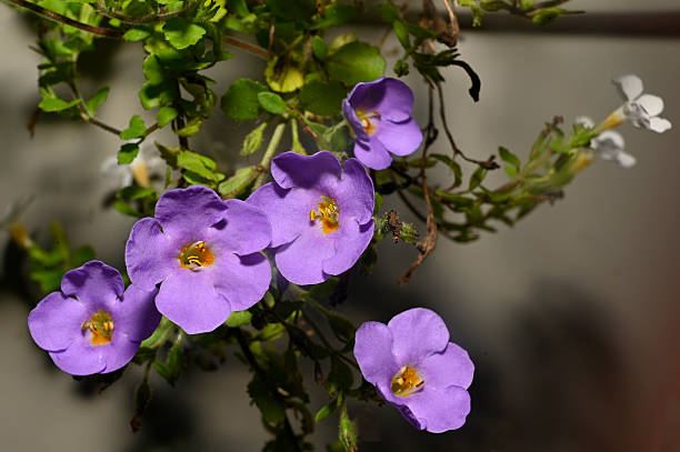 Purple Bacopa Flower Seeds – Blooming Plants for Balcony and Patio Gardens - Heirloom Non GMO High Germination Garden