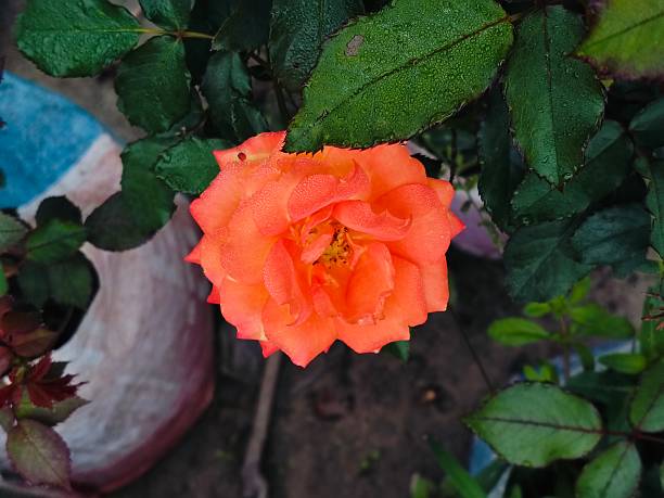 Orange Rose Flower Seeds for Planting - Heirloom & Non-gmo seeds for Home Garden
