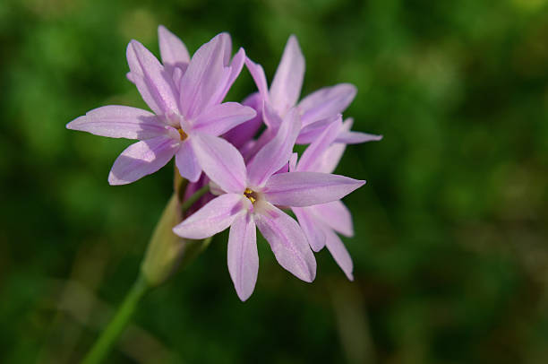 Pink Agapanthus Flower Seeds – - Heirloom Non GMO Premium Garden Seeds for Planting, High Germination Outdoor Plants