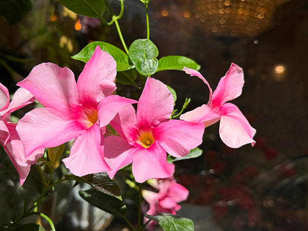 Pink Dipladenia Flower Seeds