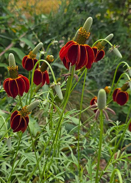 Upright Prairie Coneflower High seeds
