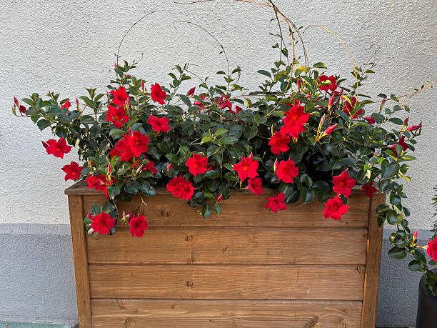 Red Dipladenia Flower Seeds
