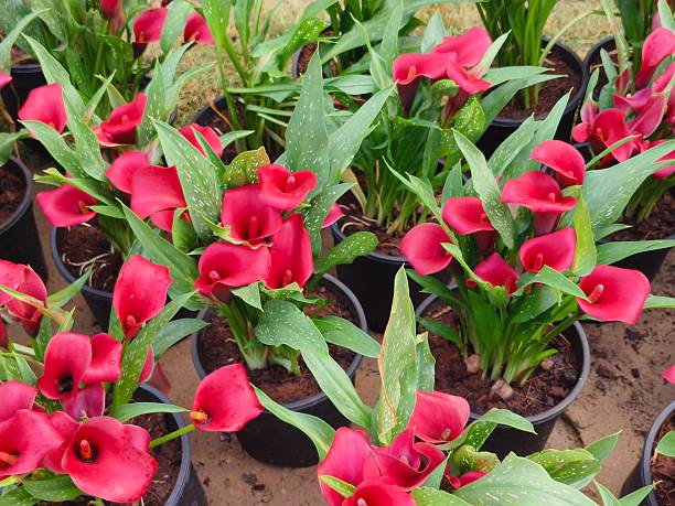 Red Calla Lilly Flower Seeds – Exotic Flowering Plants for Vibrant Backyard Beauty - Heirloom Non GMO High Germination P