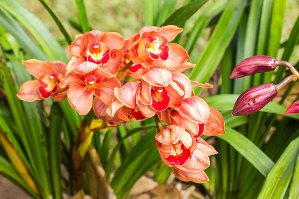 Cymbidium Orchid Flower Seeds - Heirloom Non GMO High Germination Premium Garden Seeds for Planting