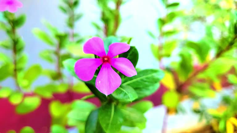 Patula Flower Seeds – Premium Floral Seeds for Decorative Home Landscaping