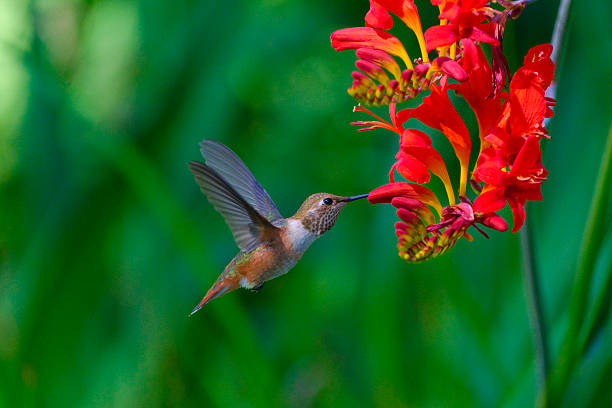 Red Crocosmia Flower Seeds