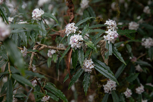 Daphne Flower Seeds