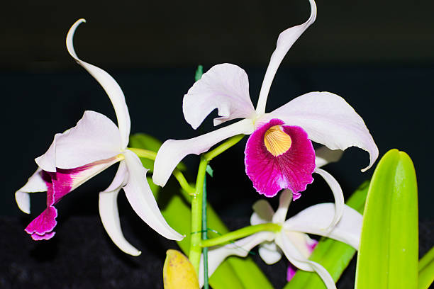 Pink White Cattleya Orchid Flower Seeds