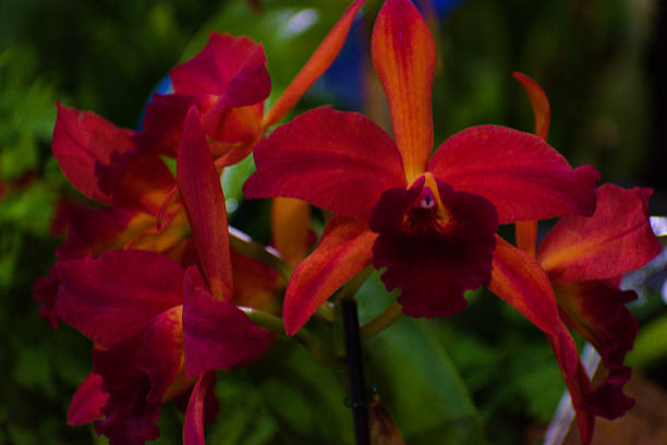 Red Cattleya Orchid Flower Seeds - Heirloom Non GMO High Germination Flower Seeds for Home Garden Planting