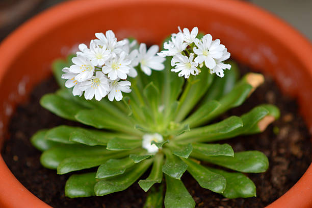 White Lewisia Flower Seeds – Premium Floral Seeds for Decorative Landscape Gardens