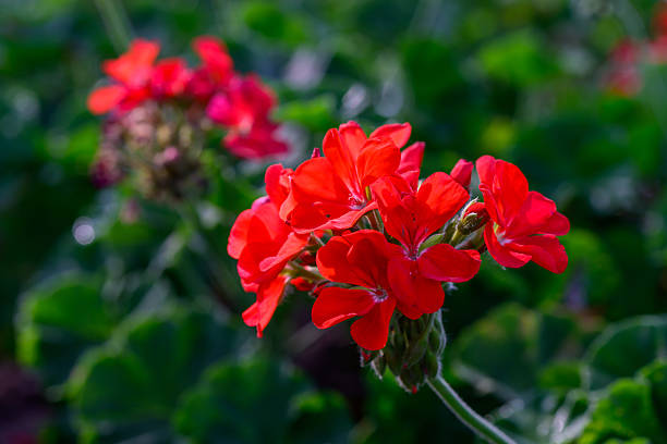 Red Geranium Pelargonium Flower Seeds
