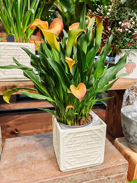 Orange Aethiopica Calla Lilly Flower Seeds