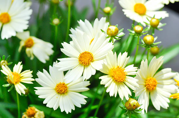 White Coreopsis Flower Seeds