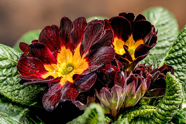 Burra Gokhru Bindii Flower Seeds - Heirloom Non GMO Premium Garden Seeds for Planting