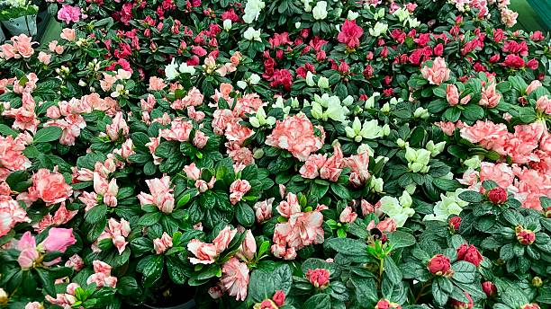 Mixed Azalea Flower Seeds