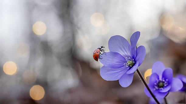 Light Voilet Hepatica Flower Seeds Premium Floral Seeds for Decorative Home Landscaping - Heirloom, Non GMO, High