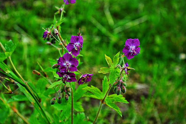Dark Purple Geranium Flower Seeds