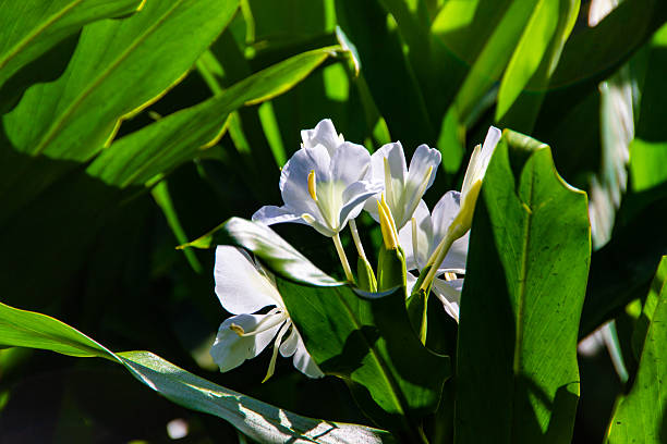 White Canna Flower Seeds - Heirloom Non GMO Flower Seeds, High Germination Organic Garden Planting Seeds