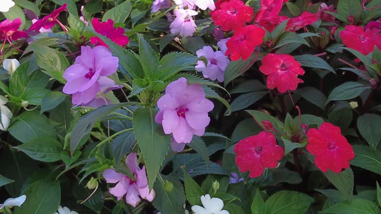 Mixed Impatiens Flower Seeds – Exotic Flowering Plants for Vibrant Garden Beauty