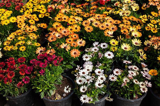 Mixed Gerbera Daisy Flower Seeds