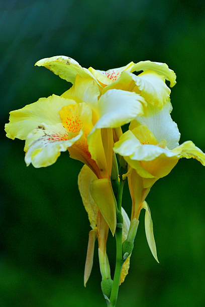 Yellow Canna Flower Seeds