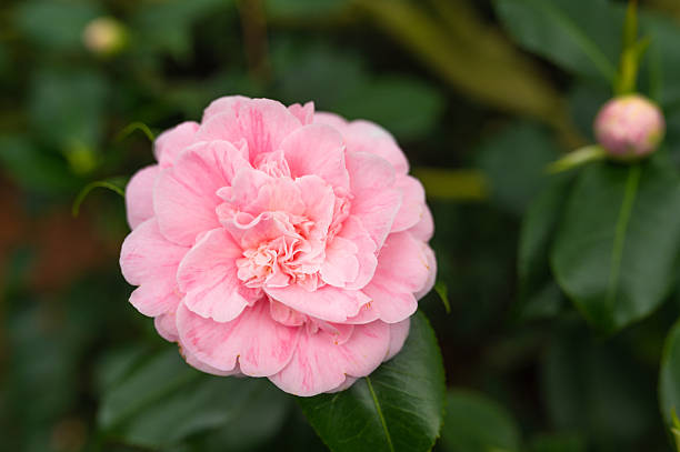 Camellia Flower Seeds
