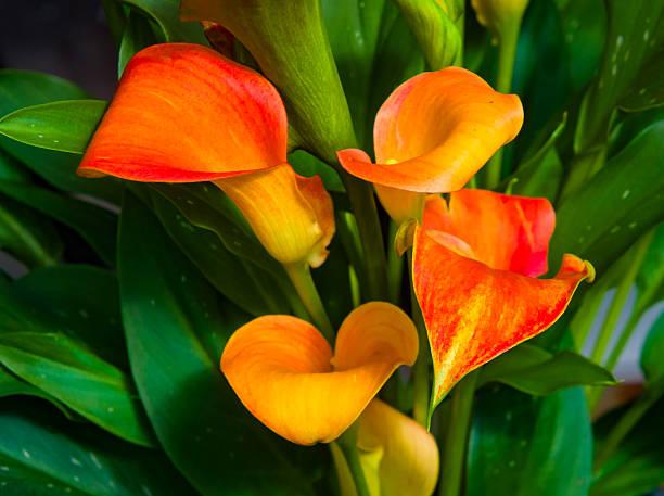 Orange Calla Lilly Flower Seeds
