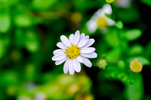 White Brachyscome Iberidifolia Flower Seeds - Heirloom Non GMO Flower Seeds, High Germination Organic Garden Planting Se