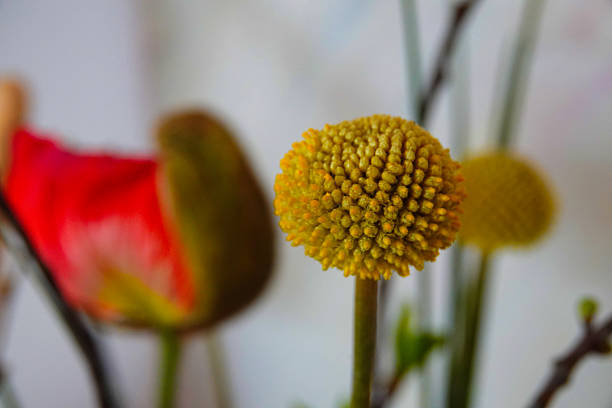 Craspedia Flower Seeds