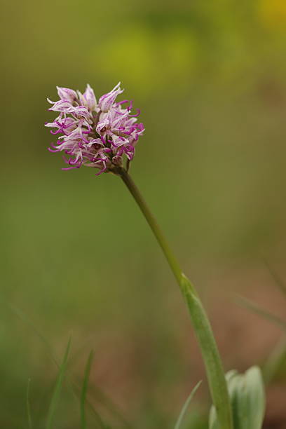 Pink Monkey Face Orchid Flower Seeds – Heirloom Non-GMO High Germination Seeds