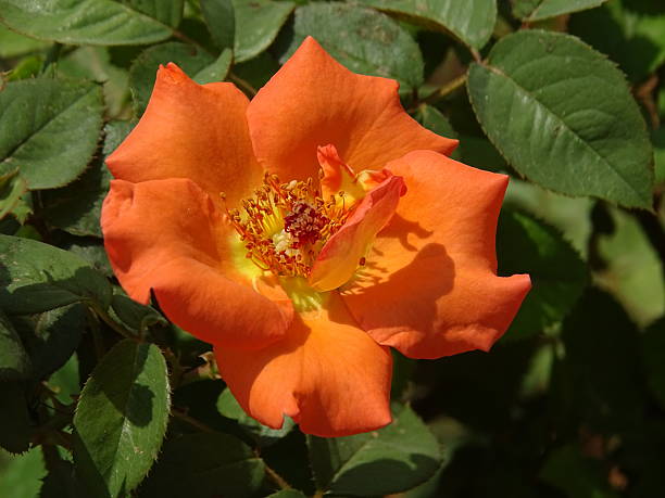 Orange Rose Flower Seeds for Planting - Heirloom & Non-gmo seeds for Home Garden