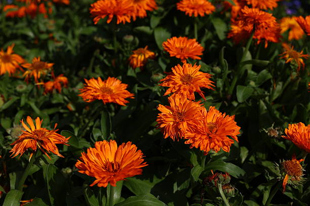 Orange Calendula Flower Seeds - Heirloom Non GMO High Germination Premium Flower Seeds for Home Garden