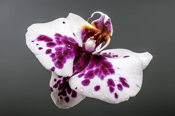 White Dark Purple Phalaenopsis Orchid Flower Seeds - Heirloom Non GMO High Germination Premium Garden Seeds for Planting