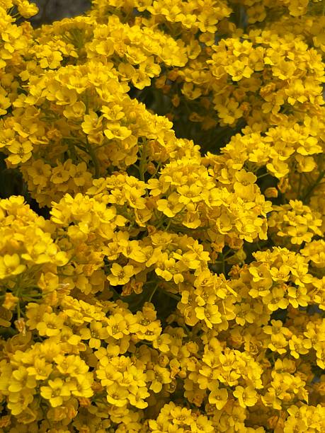 Yellow Alyssum Flower Seeds - Heirloom Non GMO High Germination Garden Planting Seeds