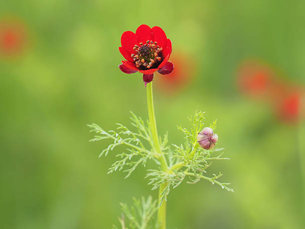 Aglaia Odorata Flower Seeds - Heirloom Non GMO High Germination Garden Seeds