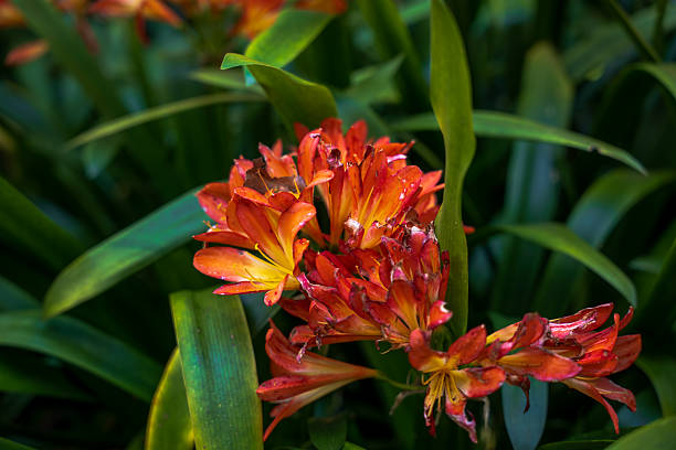 Red Clivia Flower Seeds